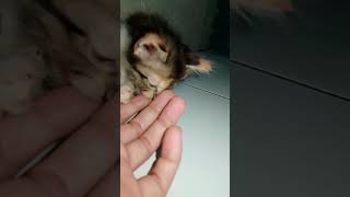 #catlovers#catvideos#cutecat#cutebaby#cuteanimals#petlover#shorts#youtube#trending#popular