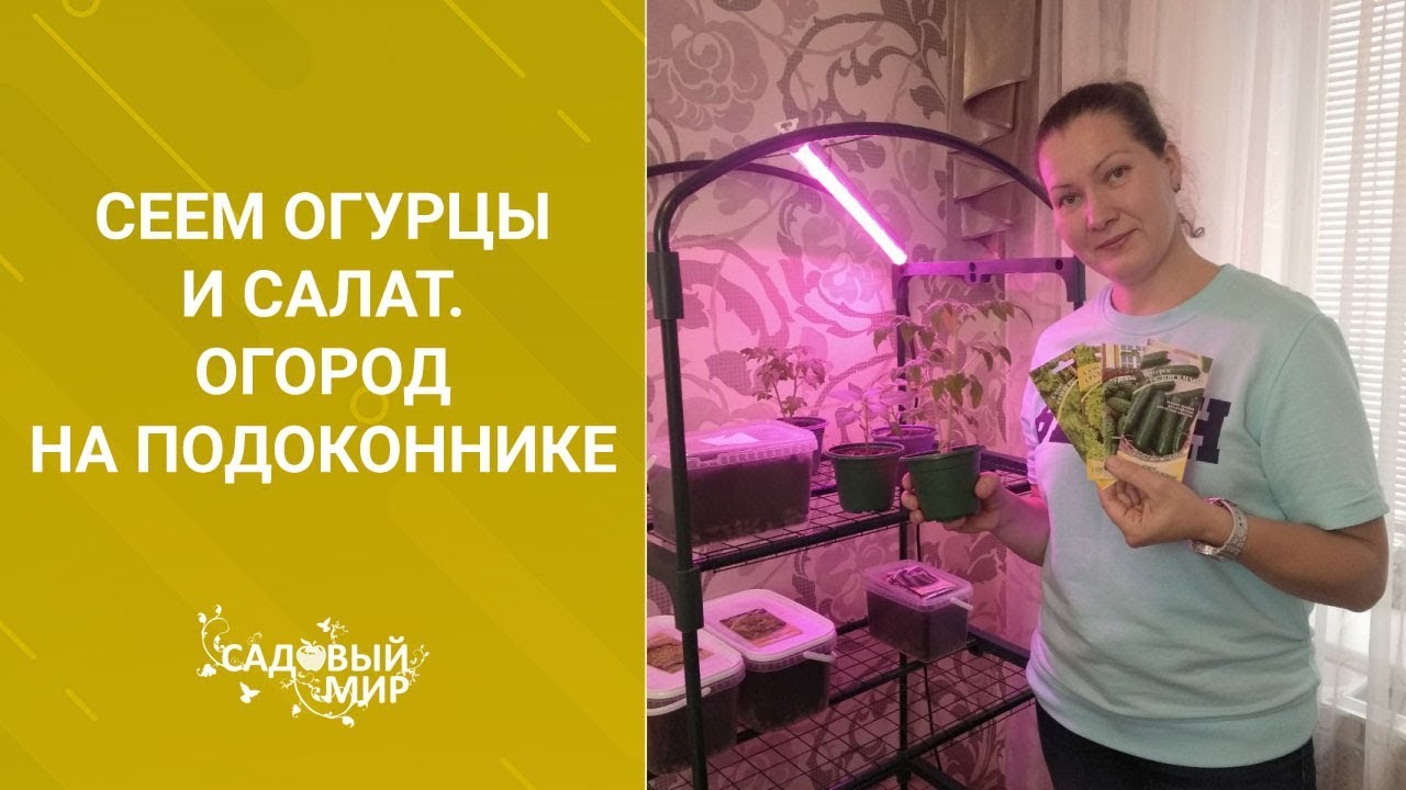 Сеем огурцы и салат осенью дома. Огород на подоконнике