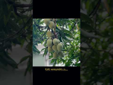 🥭 മാമ്പഴക്കാലം…     #reels #shorts #youtubeshorts #youtube #kerala #rain #mango #feel #home #love
