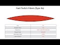 Muscle Fiber Types and Characteristics