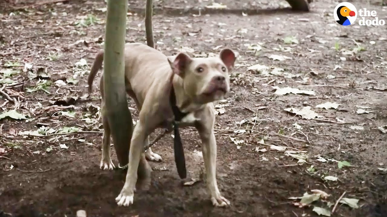 Pit Bull Left Tied To Tree In The Woods