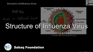 Structure of  Influenza
