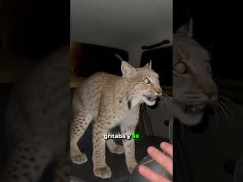 Rescaté a una familia de linces del fuego