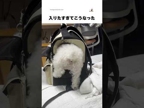 なかなか入れないワンコの悩みと解決策｜愛犬サポートガイド サムネイル