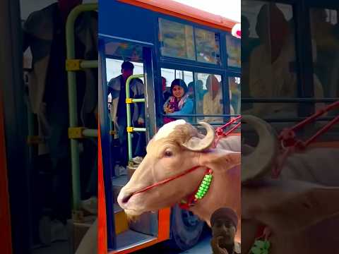 Bull Riding And Public reaction😜 #bull #bullrider #animalshorts #animals