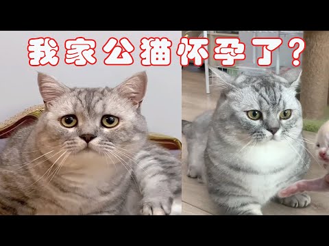 我家的公猫竟然怀孕了