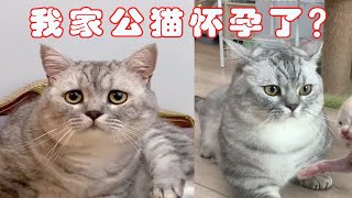 我家的公猫竟然怀孕了