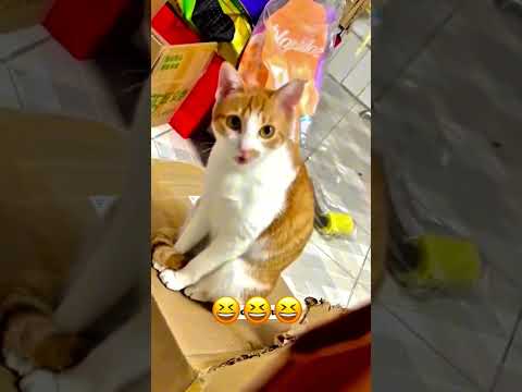 Beni taklit eden kedi🤣 #naz_deva