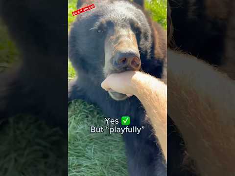 Which animals will bite me??? #animals (tyamonganimals on YT)