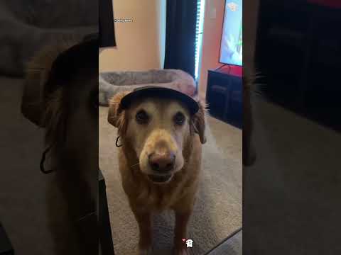 The Most Hilariously Cute Dog#funnydogs#cute#doglover#FunnyCuteDog#AdorablePuppy#FunnyCuteDog