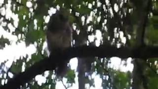 July 2 2018 - Barred Owls, Puyallup, WA