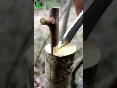 Grafting persimmon tree | persimmon tree grafting techniques #shorts #survival