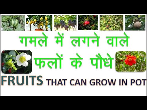 गमले में लगने वाले फलों के पौधे || Fruits that can Grow in Pot/Container