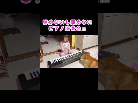 すずはピアノに興味がない様子🤔#shorts#dog#shibainu#柴犬#豆柴