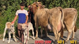 Bunaqa Sigirlar Juda Kam Keladi G'ulomqodir Bugun Yorvordi Shves Sigirlar 