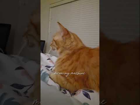 Make a biscuit! This is morning routine 2nd of Claudia (ginger cat).She always make a biscuit on me.