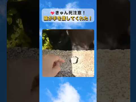 ㊗️400万再生突破🎉😻うちの猫、天才すぎた…！
