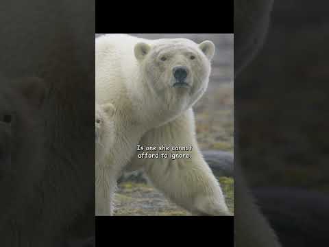 What will this mother do to keep her child from starving? #video #wildlife