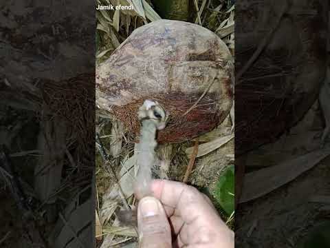 Wow,Rupanya tidur disini🐿#shortvideo