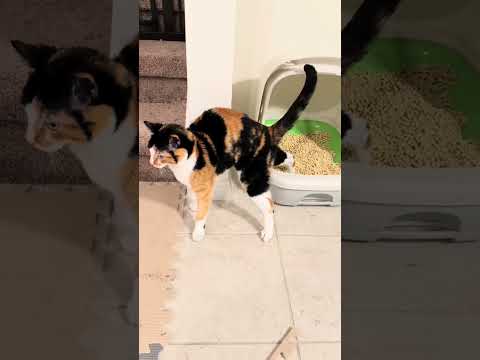 How much did my cat cost?