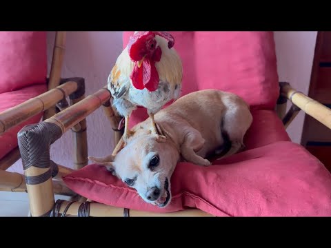 Pinscher fica bravo se falar em chifre ￼