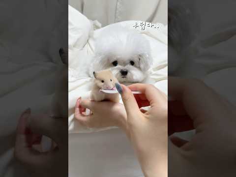 요즘 하리의 하루 일과랄까…