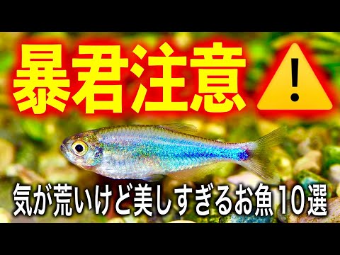 【初心者注意】気が荒いけど美しい熱帯魚10選【淡水魚 アウクアリウム】