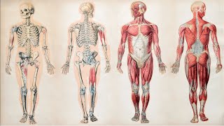 Latin Vocabulary: Corpus-oris (The Body)