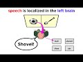 Brain Lateralization and Hemisphere Functions