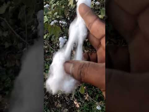 #shorts പരുത്തി ചെടി // Paruthi plant // Cotton plant