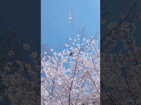 「oh my baby」 #くるり #儚くも美しき12の変奏