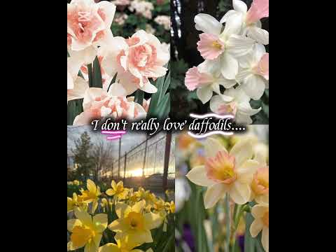 Flowers #fypシ゚viral #shortvideos #shortsvideo