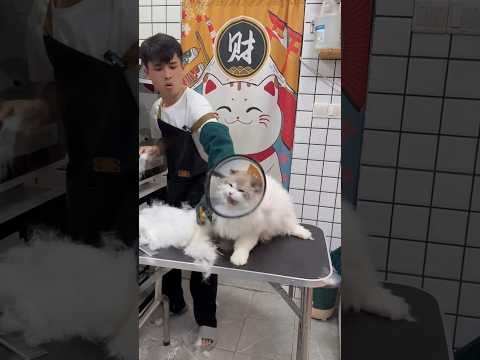 "Claws Out! Extreme Cat Grooming Challenge" #pets #dogcoach #funny #petcareprovider #petme