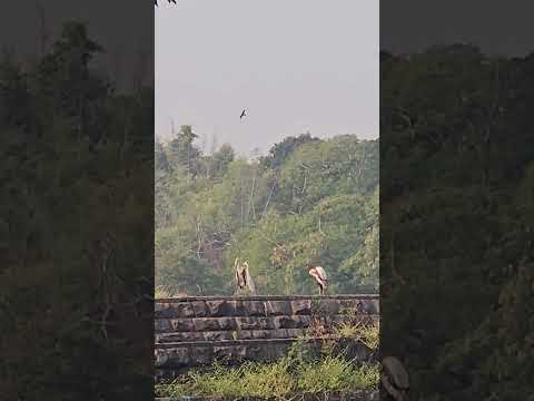 Painted Storks and Kites