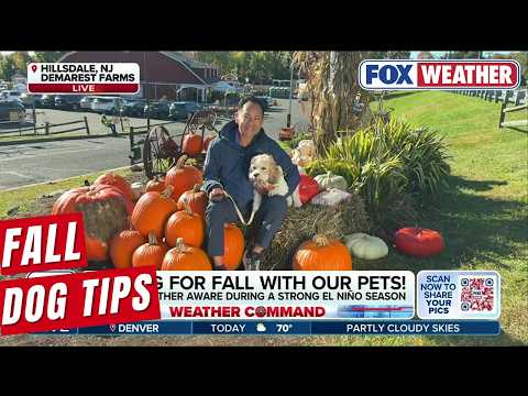 Here Are Tips To Keep In Mind While Caring For Your Pets This Fall