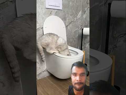 #funny #comedy #memes #challenge #pets #cats #cat #amazingmemes #funnyanimals #catmemes