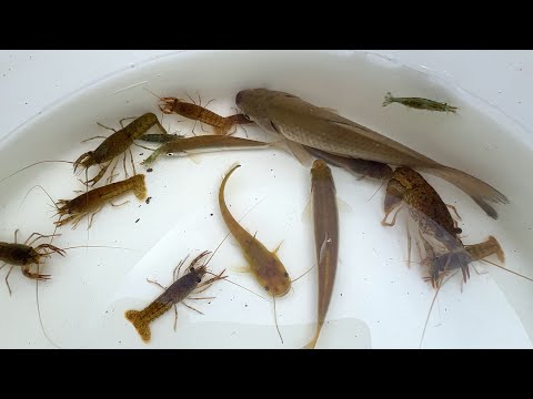 夏41℃でガサガサしたら毒魚に刺されたよ!!!!!ザリガニ、ギギ、ナマズ。