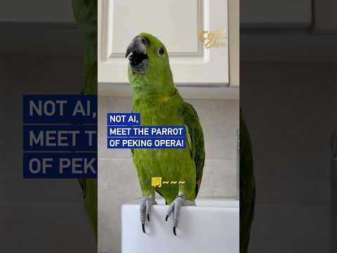 Not AI, meet the Parrot of Peking Opera! #coolchina