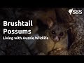 Living with Aussie Wildlife: Brushtail Possums