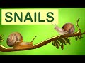 Understanding Snail Biology and Ecology