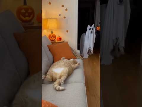 👻Halloween for the 😹Cat & 🐶Dog – Mission Husky: Prank the Cat (Husky’s Trick Backfires)