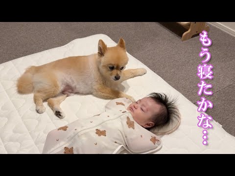 赤ちゃんを優しく寝かしつけるポメラニアンが可愛過ぎました…