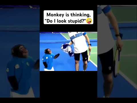 Monkey is thinking, "Do I look stupid?" #shorts #trending #youtubeshorts