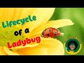 Ladybug Facts and Life Cycle