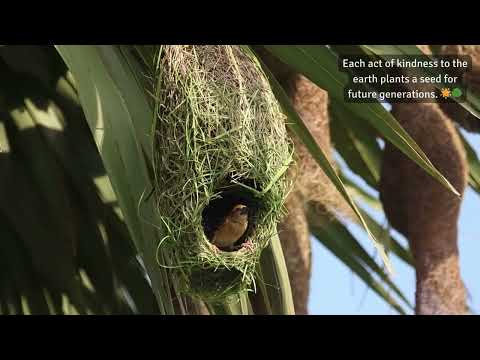 Baya’s Double-Decked Haven 🪶🏠 #weavers #nest #nestmaking  #nature