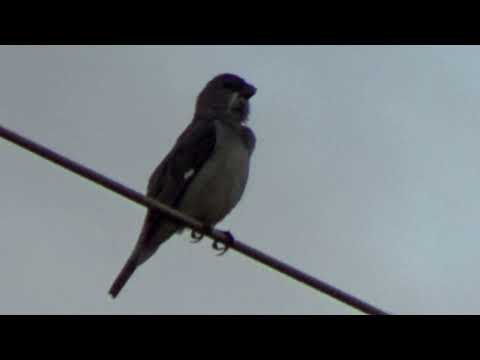 Patativa cantando muito na natureza ótimo canto N304