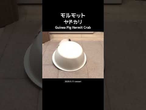 宿を捨てるヤドカリ【モルモット】