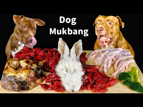 ASMR MUKBANG PITBULL EATING RAW FOODS RABBIT FACE DUCK FEET