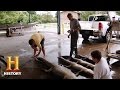 Measuring Alligators and Family Dynamics