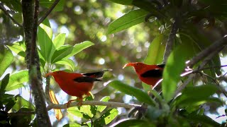 Can AI help to save endangered birds?